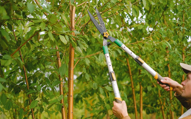 Tree trimming in Dunbar, WI