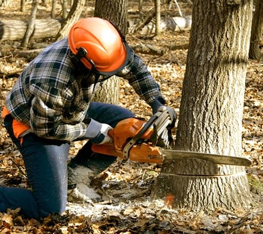 Tree Removal in Dunbar, WI